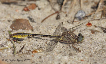 Phanogomphus cavillaris brimleyi, male